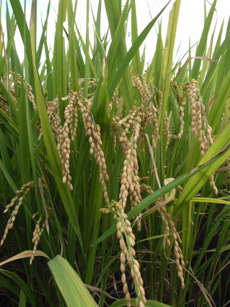 Rice plants ready to harvest