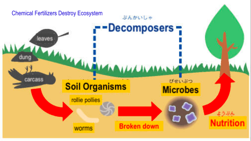 process of decomposition in nature