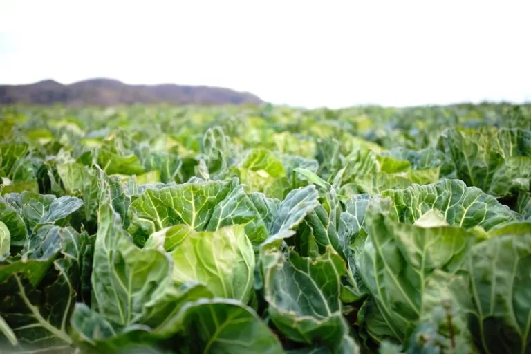 cabbages are grown in field